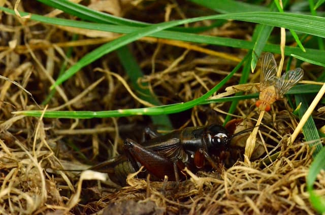 Cricket in a grassy area.