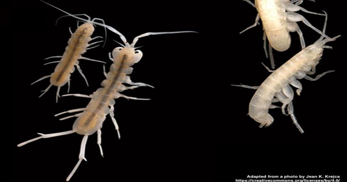 subterranean cave-dwelling crustaceans