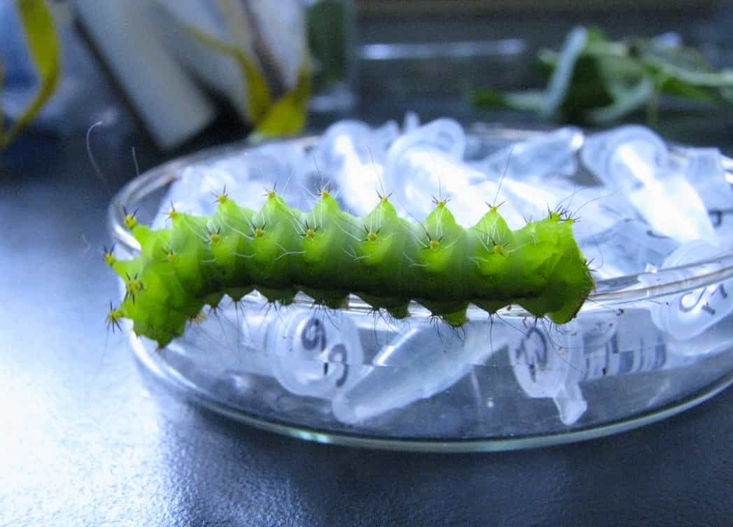 Saturniidae at Wuhan Lab