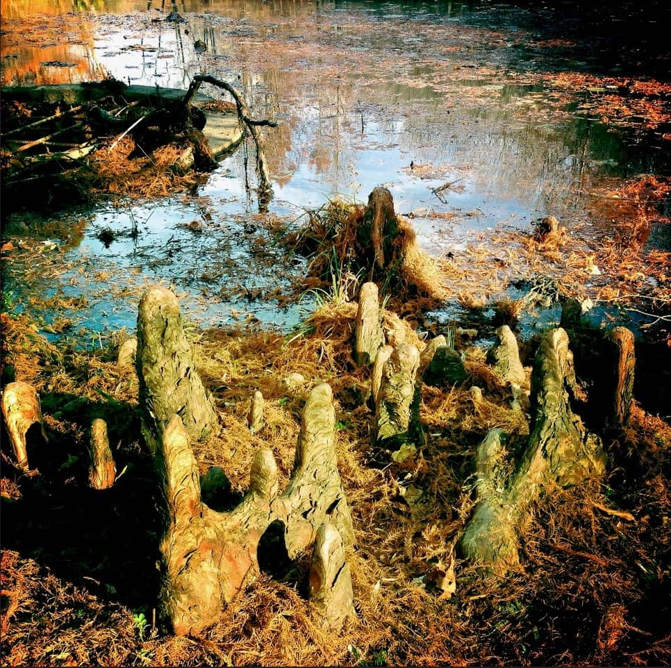 Bernis von zur Muehlen, #10 Bald Cypress Knees, 2014. Chromogenic silver halide on Kodak Premier Endura paper, 20 x 18 inches. Courtesy of the artist.