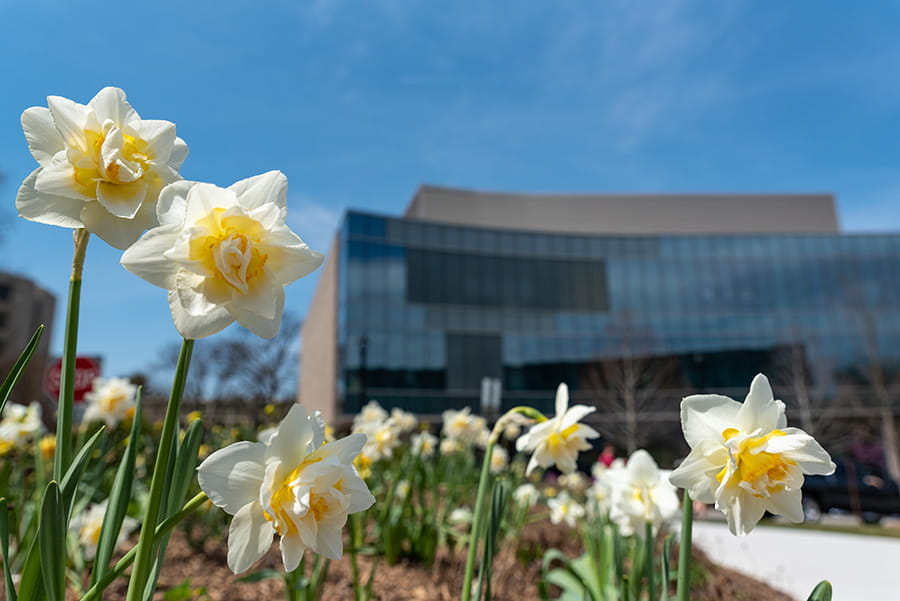 Flowers near AU Hall of Science.