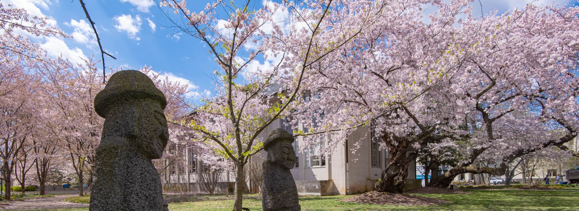 Korea garden and cherry blossoms on campus