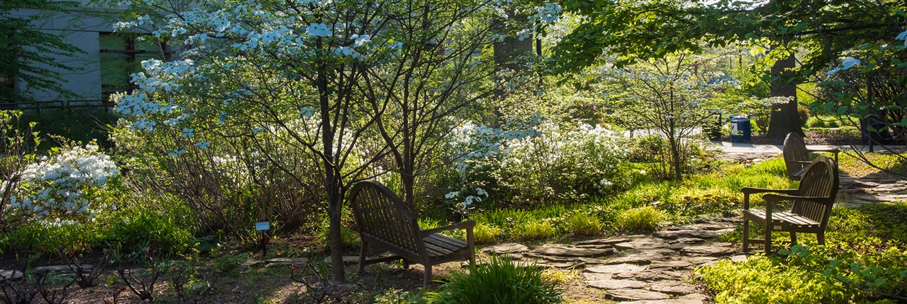 Benches among trees and plants on campus, between the School of International Service and Roper Hall