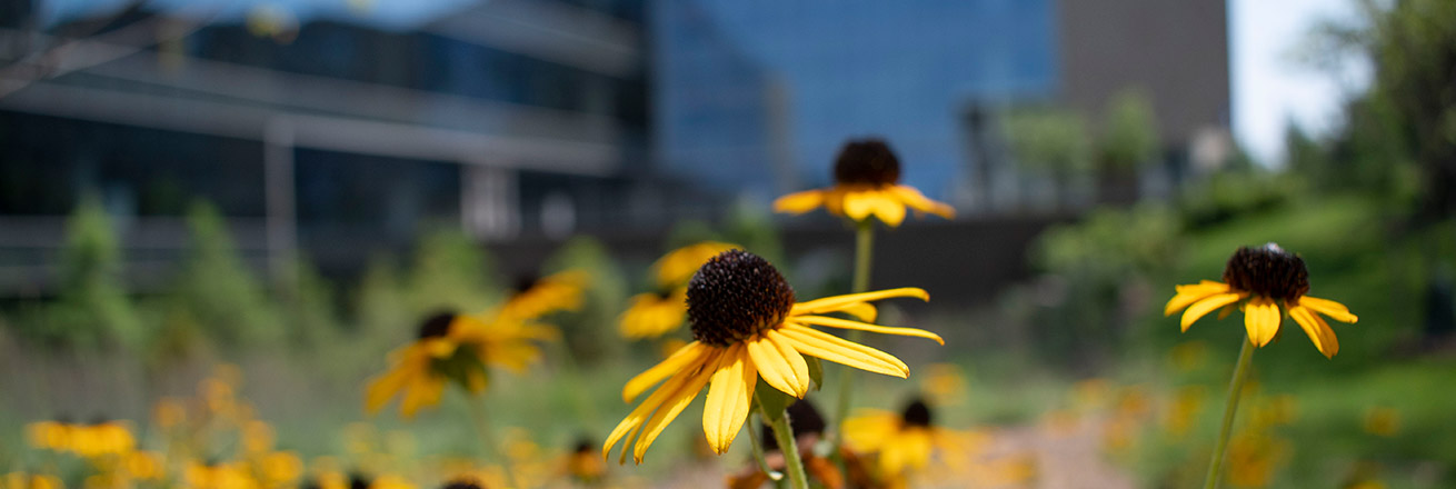 Black-eyed Susan flowers on campus