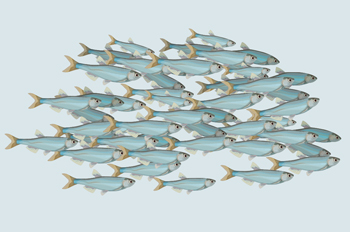 school of fish