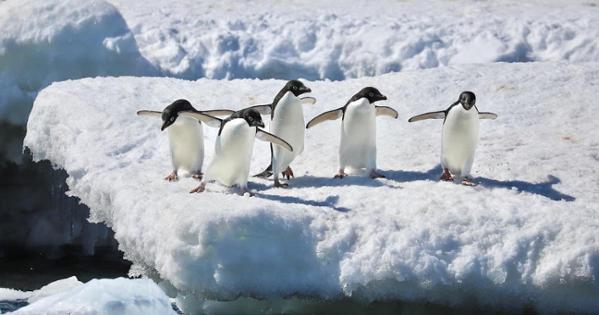 Penguins gather on a cluster of ice in Antarctica. Photo by Gabe Castro-Root.