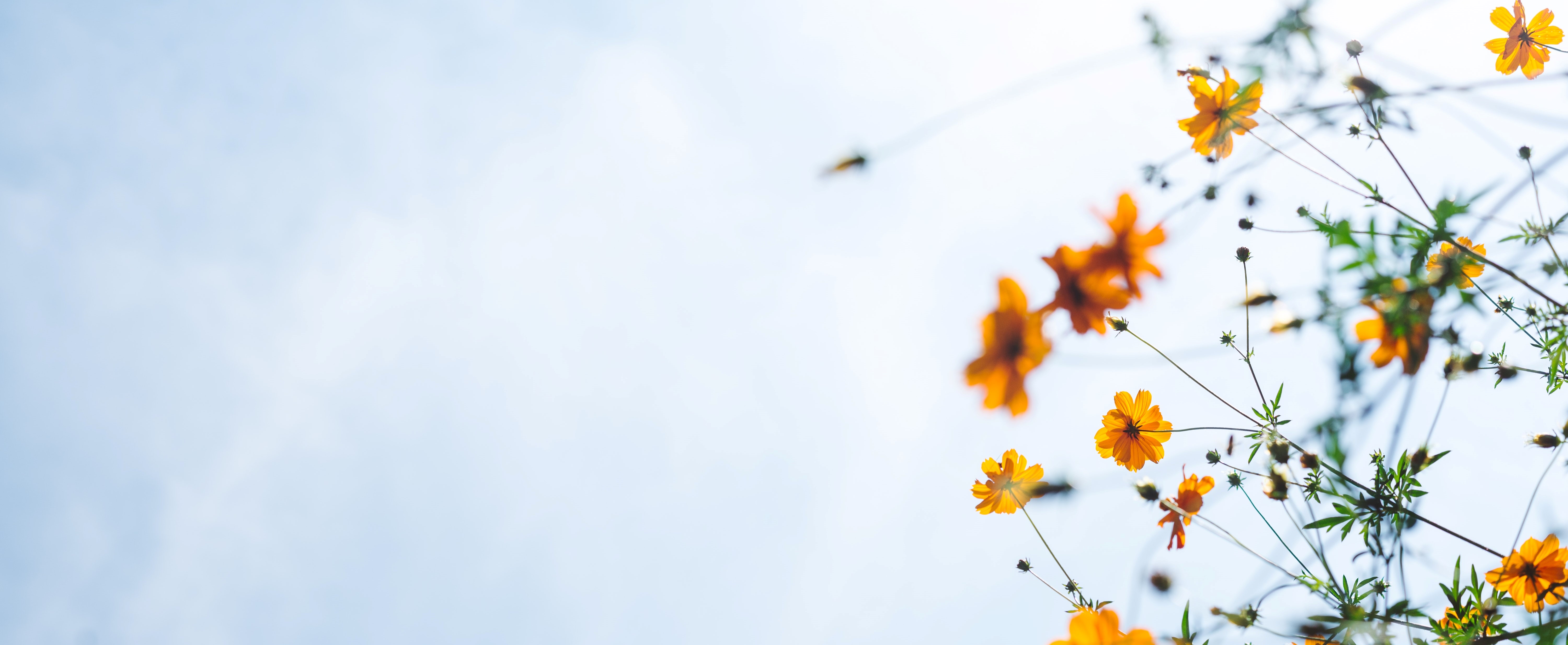 Orange flowers