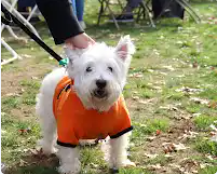 a small white dog in a pumpkin costume