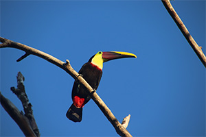 Toucan