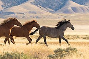 Herd of wild horses running across a plain with hills in the background