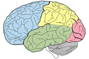 Diagram of regions of the brain