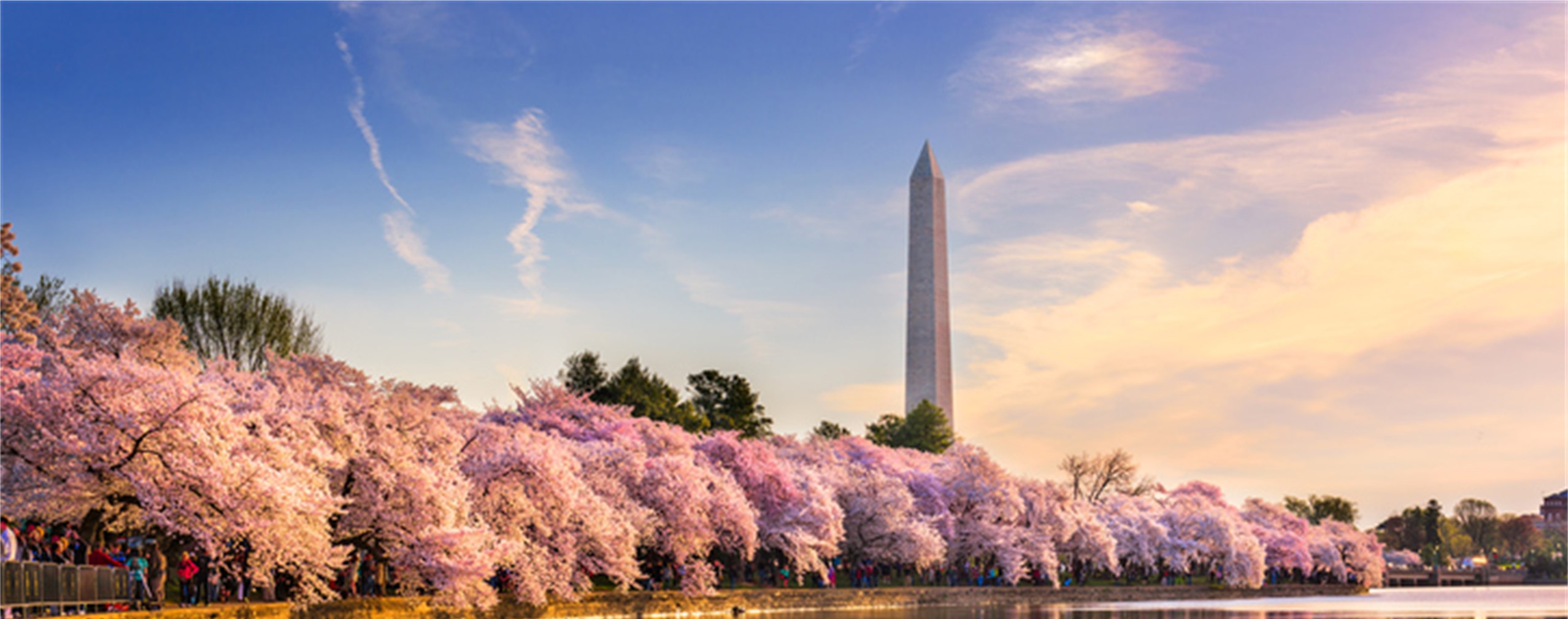 Cherry blossoms in Washington, DC